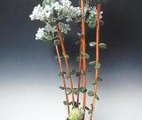 30多位女性雕塑家比美《她的？》（組圖）