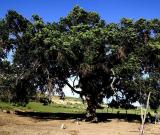 呼和浩特發(fā)現(xiàn)一棵年近700歲的榆樹王