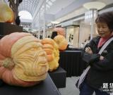 妙趣南瓜雕刻展