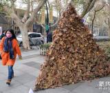 落葉“金字塔”亮相杭州街頭