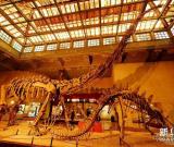 上海自然博物館老館即將謝幕 新館下半年開放