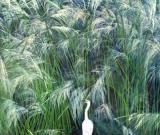 中國(guó)工筆畫(huà)大展開(kāi)展 含近400件大型作品