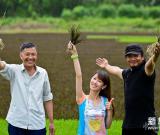 大地農民畫《巨龍舞夢》試種彩色水稻 組圖