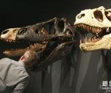 中國恐龍化石在悉尼展出 圖