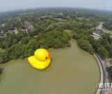 杭州西溪濕地“大黃鴨”助力愛心公益 組圖