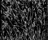 當(dāng)詩(shī)歌遇上版畫