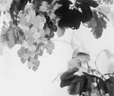 秋碩（中國(guó)畫(huà)）