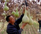 河北任縣：小葫蘆里種出文化大文章 組圖