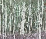 光-蔭--汪鈺元2013作品展