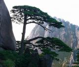 安徽黃山“一樹(shù)一策”保護(hù)名木